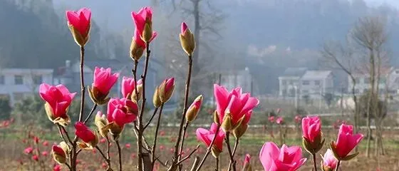 县市场监管局开展4月支部主题党日活动