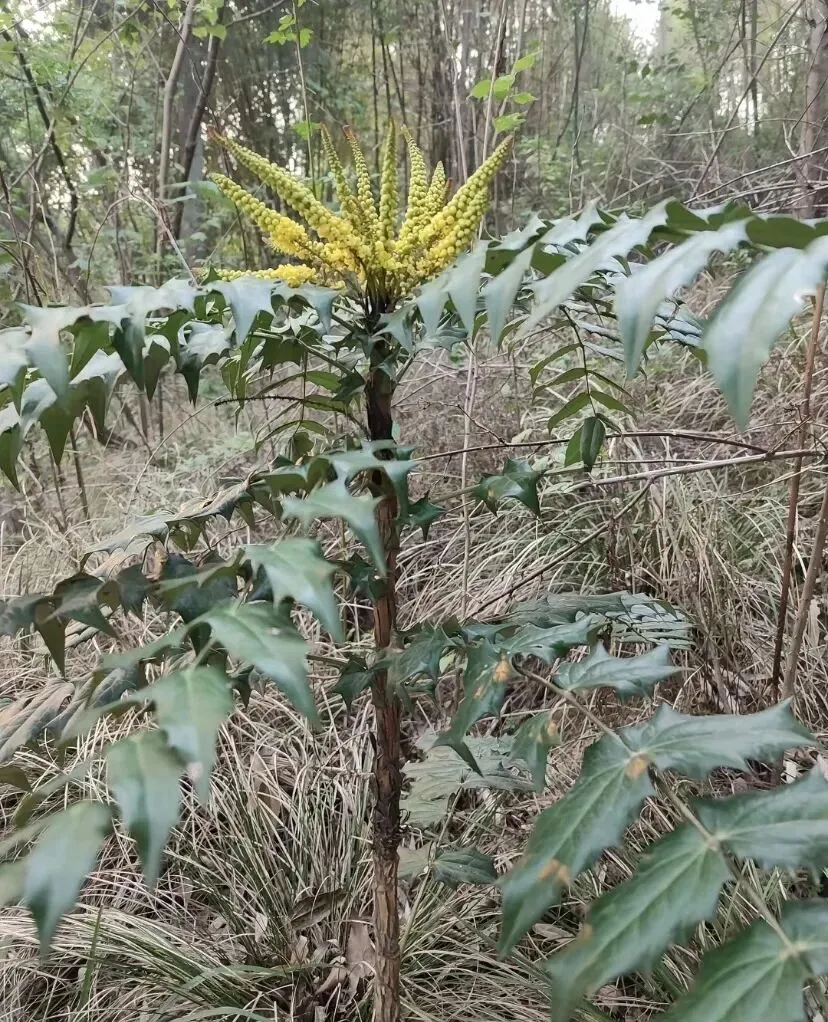 十大功劳研究:药用价值深度挖掘与市场潜力分析