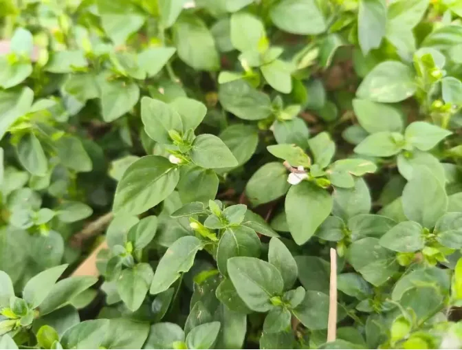 路边不起眼的养肝菜,全身是宝,市场供不应求,老家见到请珍惜