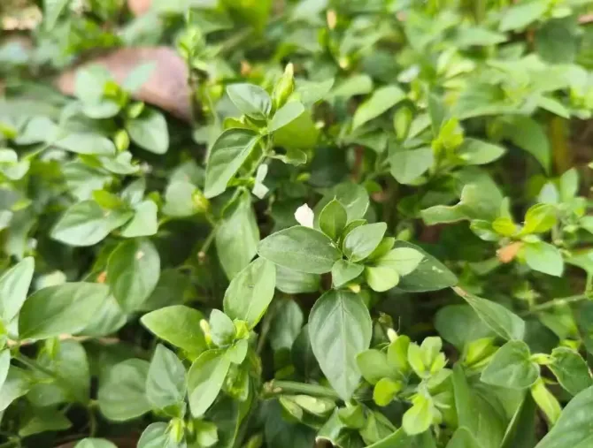 路边不起眼的养肝菜,全身是宝,市场供不应求,老家见到请珍惜