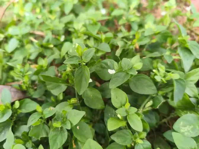 路边不起眼的养肝菜,全身是宝,市场供不应求,老家见到请珍惜