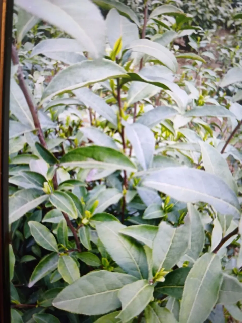 【二手市场】【仅自提】美的洗衣机7kg滚筒洗衣机330元