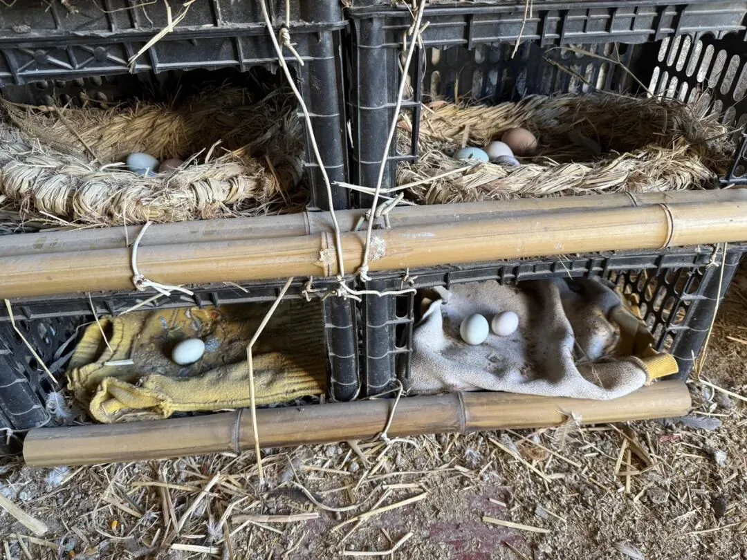 【二手市场】【仅自提】美的洗衣机7kg滚筒洗衣机330元