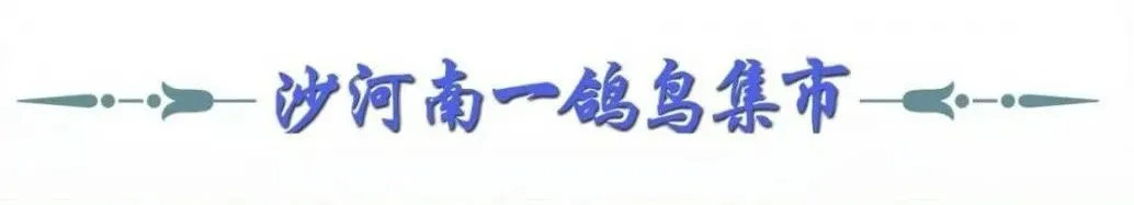 沙河南一鸽鸟集市微信公众号请您关注市场信息!!!