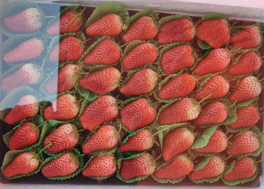 【市场动态】北京新发地春日水果一口尝鲜正当时