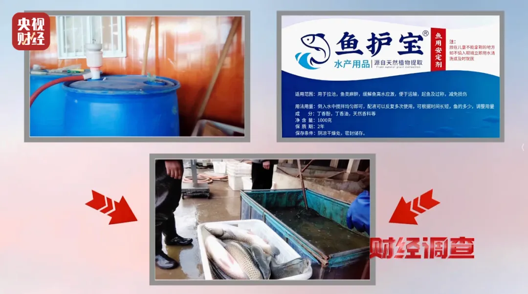 央视曝光海鲜市场用“三无”麻醉剂麻醉活鱼,重庆通报:开展突击执法,查获部分经营者储存的鱼类镇静物质,未发现工业酒精