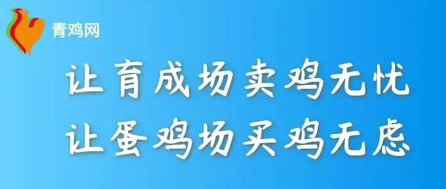 【馆陶粉蛋涨4】26年3月23日主流市场及蛋商报价