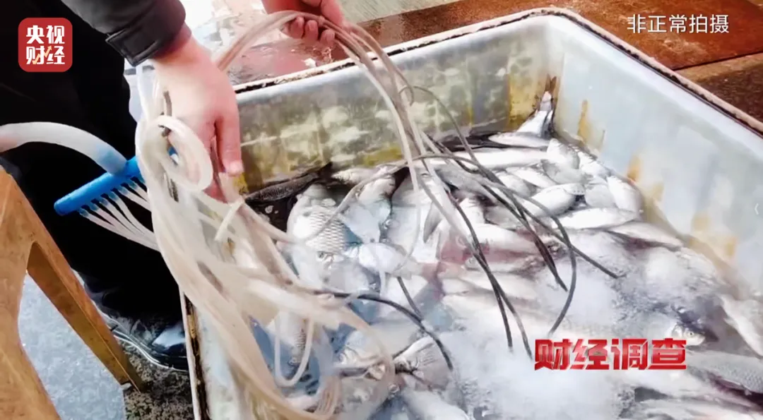 山东临沂一海鲜市场用“三无”麻醉剂甚至工业酒精麻醉活鱼,涉事及商户现已被立案调查