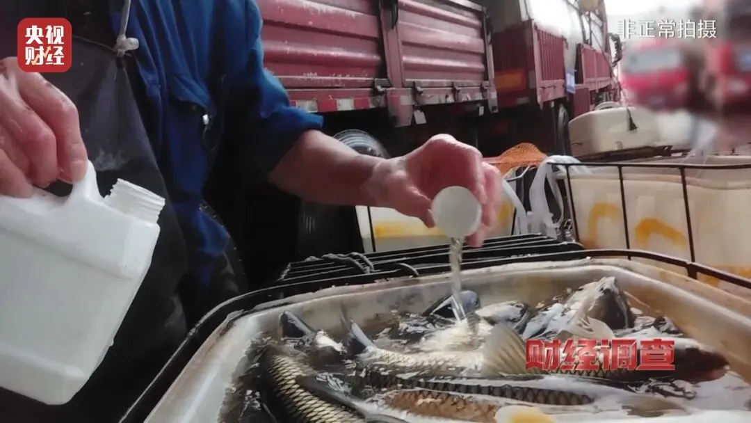 山东临沂一海鲜市场用“三无”麻醉剂甚至工业酒精麻醉活鱼,涉事及商户现已被立案调查