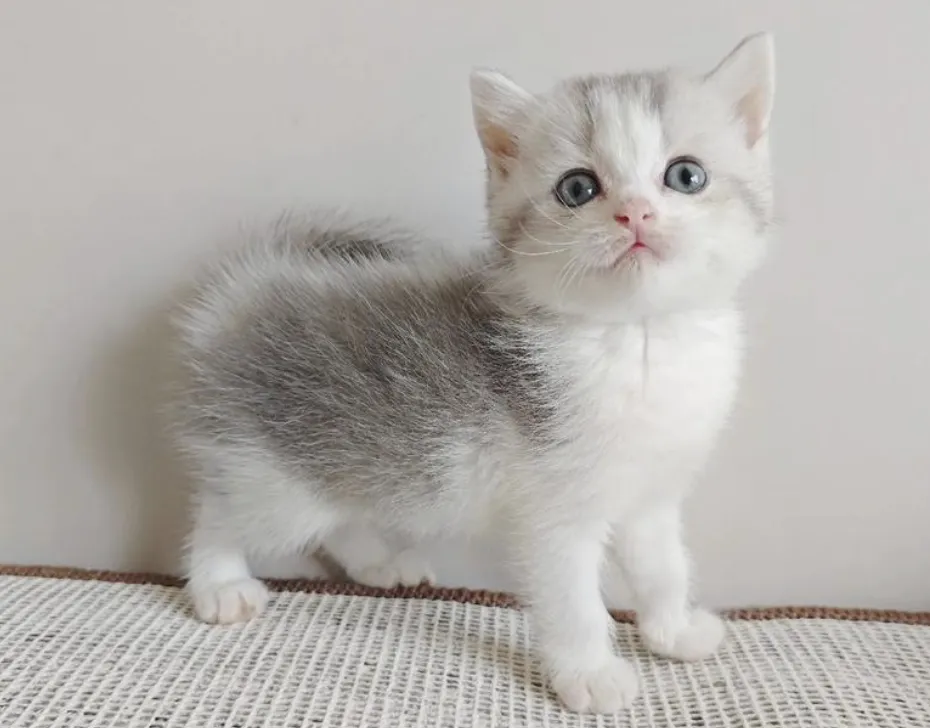 一文看懂“宠物领养馆社交媒体全套获客方法”