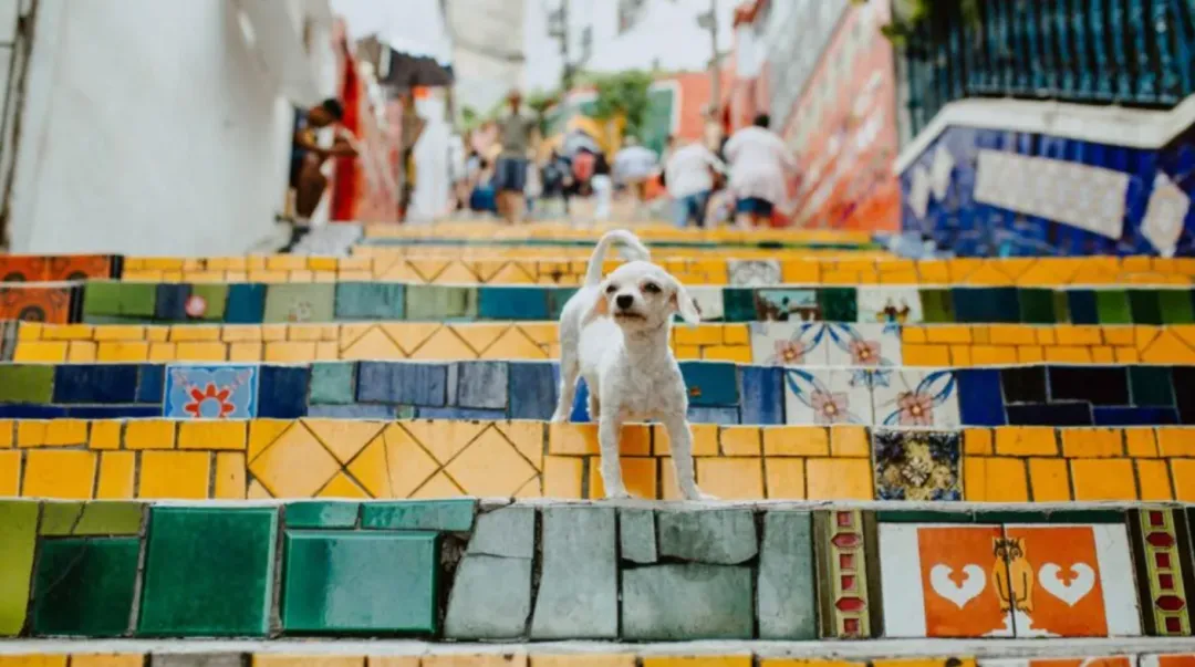 全球第三大宠物市场——巴西 2025 年宠物行业营收破 133 亿美元