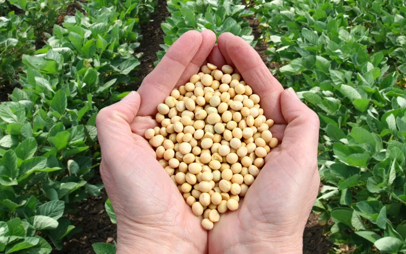 【BOYAR监测】饲料原料市场每日简评【3.23】