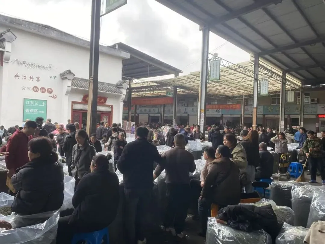 贡茗春出征浙南茶叶市场!