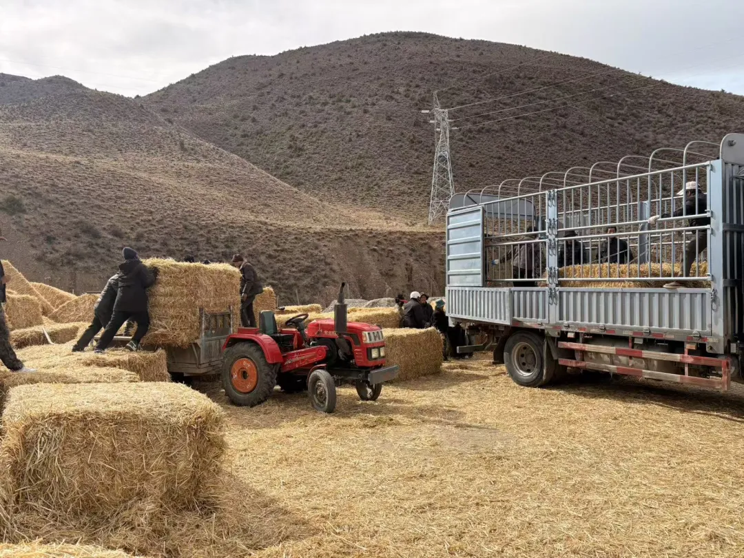 洛隆县营销服务部举办“2026年度防灾保畜牧草发放仪式”