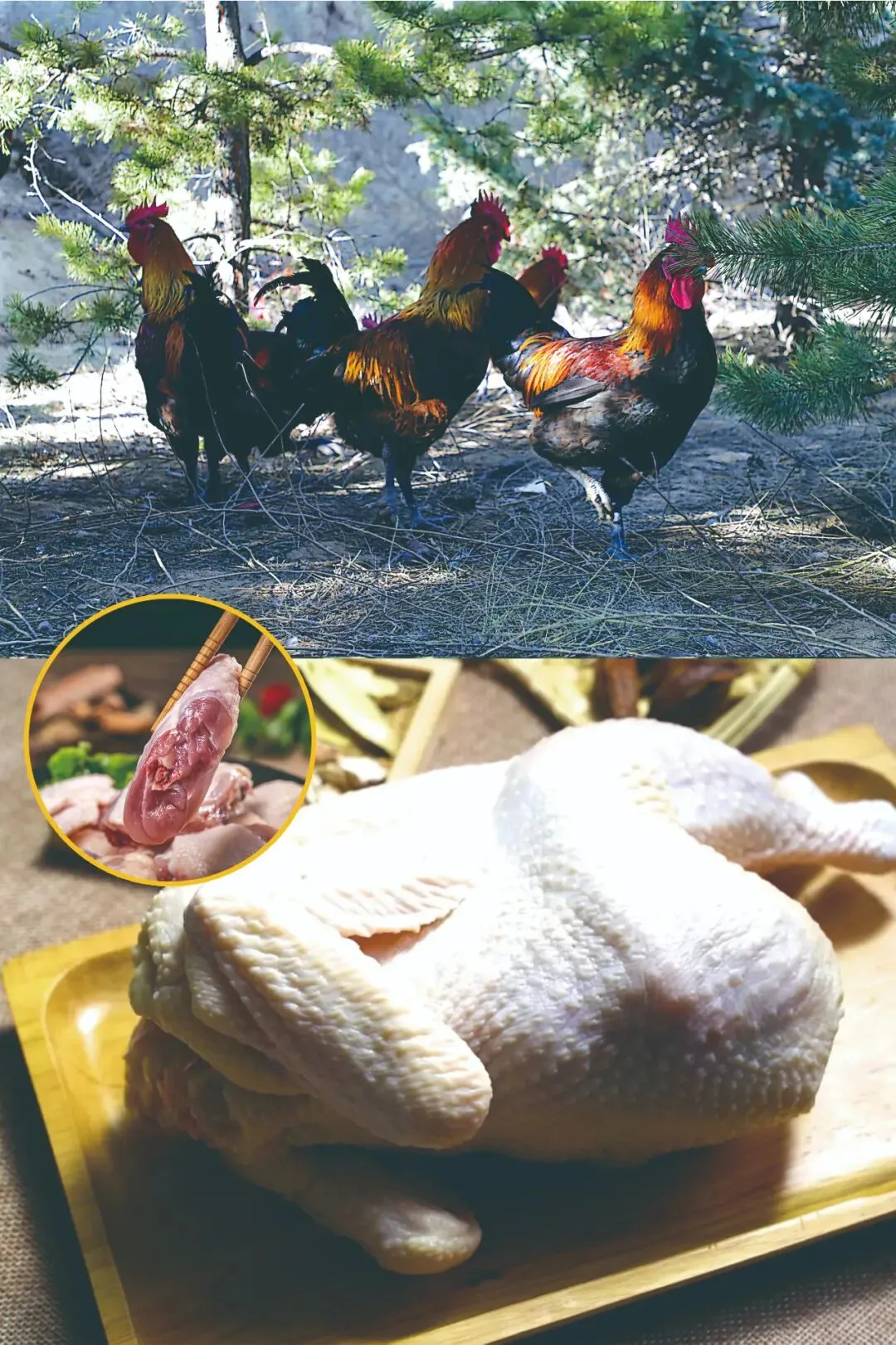 强强联手拓市场!肃源当归鸡(药膳鸡)!甘肃沁园春艺术农业与禾链供应链达成广东独家代理合作