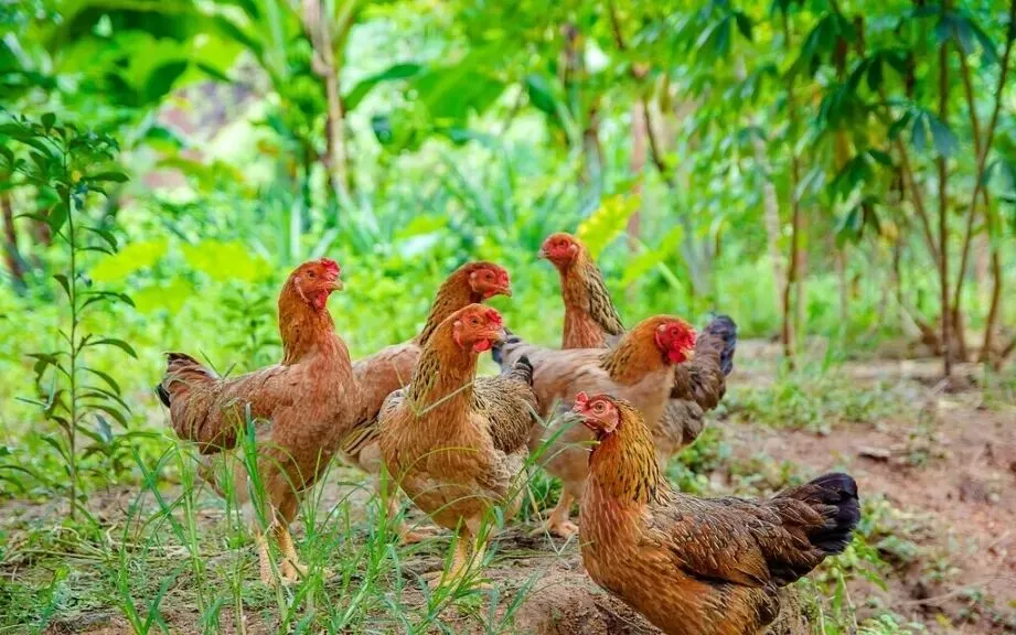 强强联手拓市场!肃源当归鸡(药膳鸡)!甘肃沁园春艺术农业与禾链供应链达成广东独家代理合作