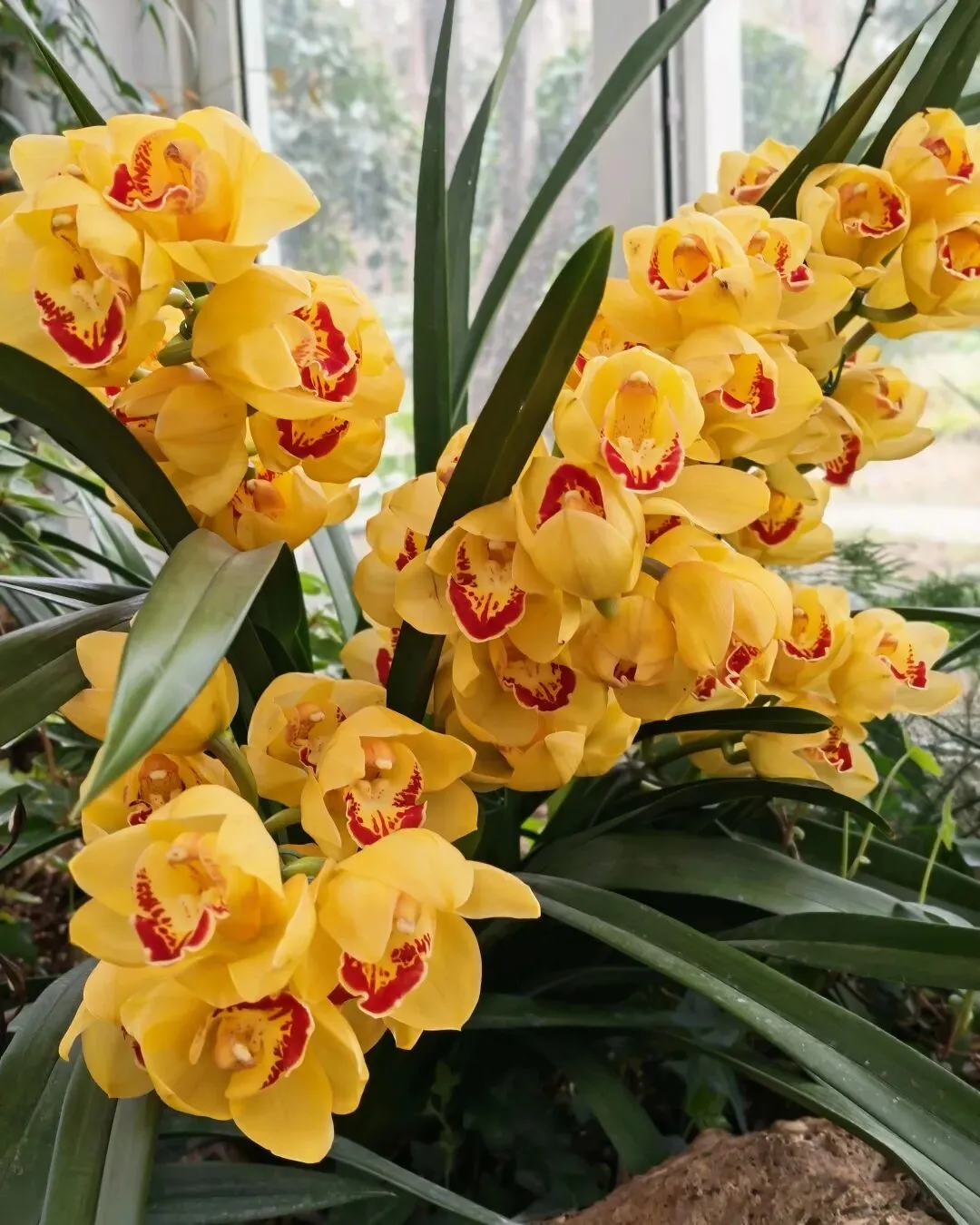 从花神殿到花卉市场:鲜花盛开的美好生活