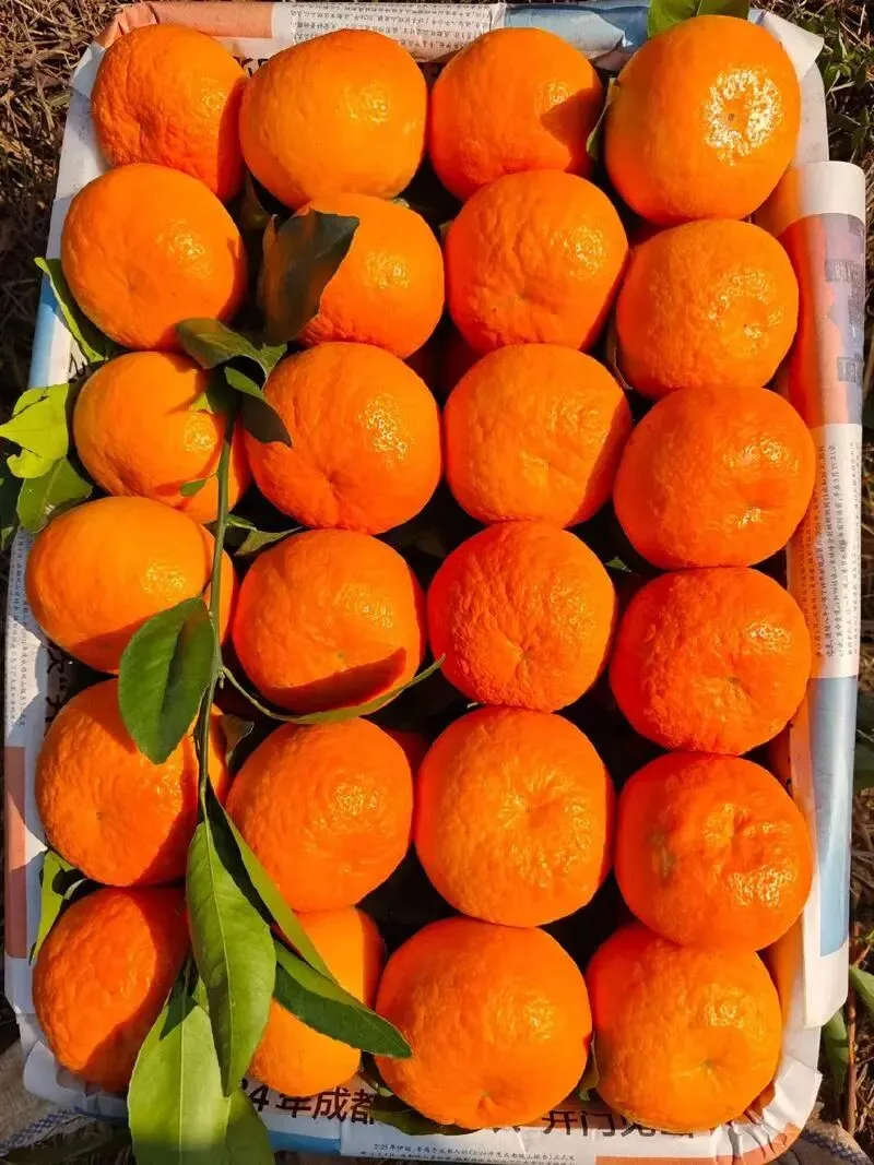 沃柑今年遇冷,在市场上失宠