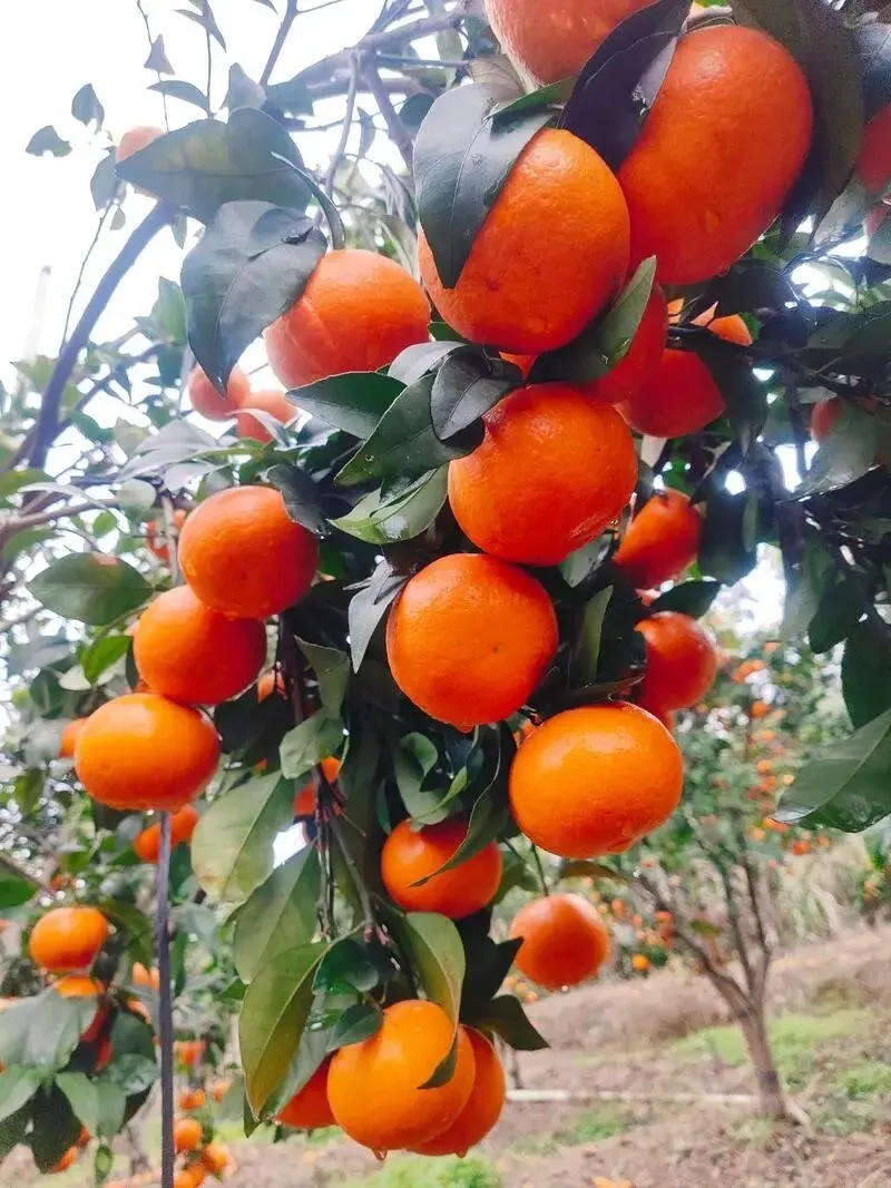 沃柑今年遇冷,在市场上失宠