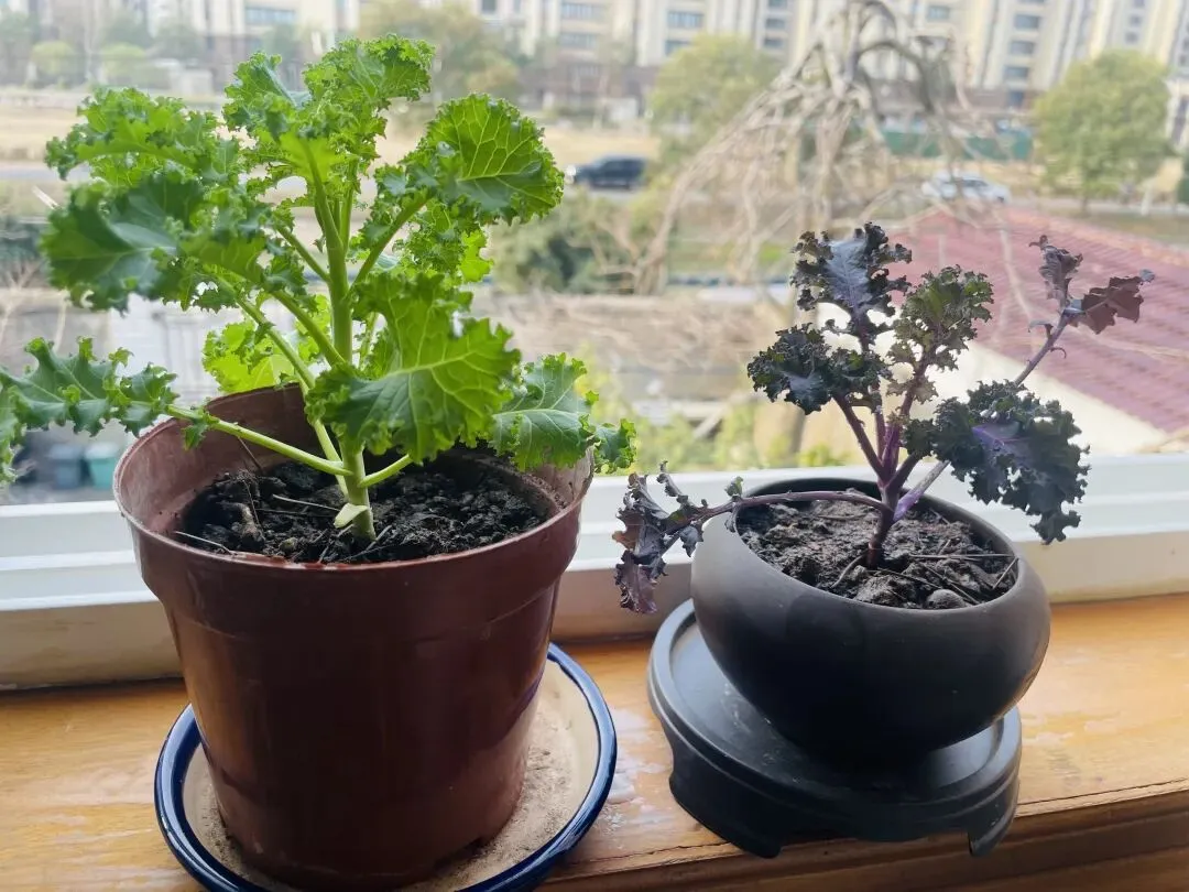 相亲市场最真实的门槛:不是家境长相,而是被忽略的学历