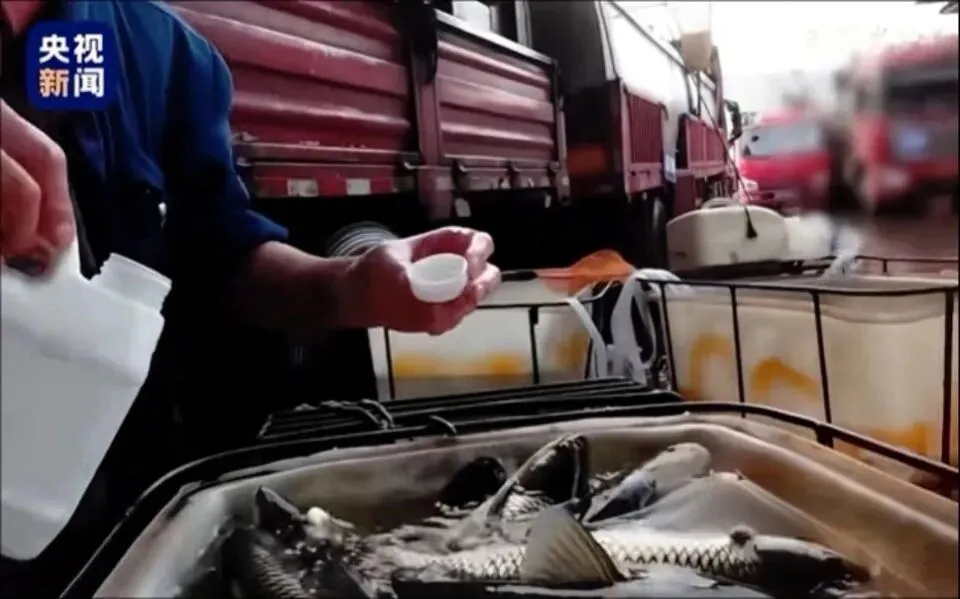 央视曝光多地水产市场给活鱼加麻药,工业酒精+三无麻醉剂流向餐桌