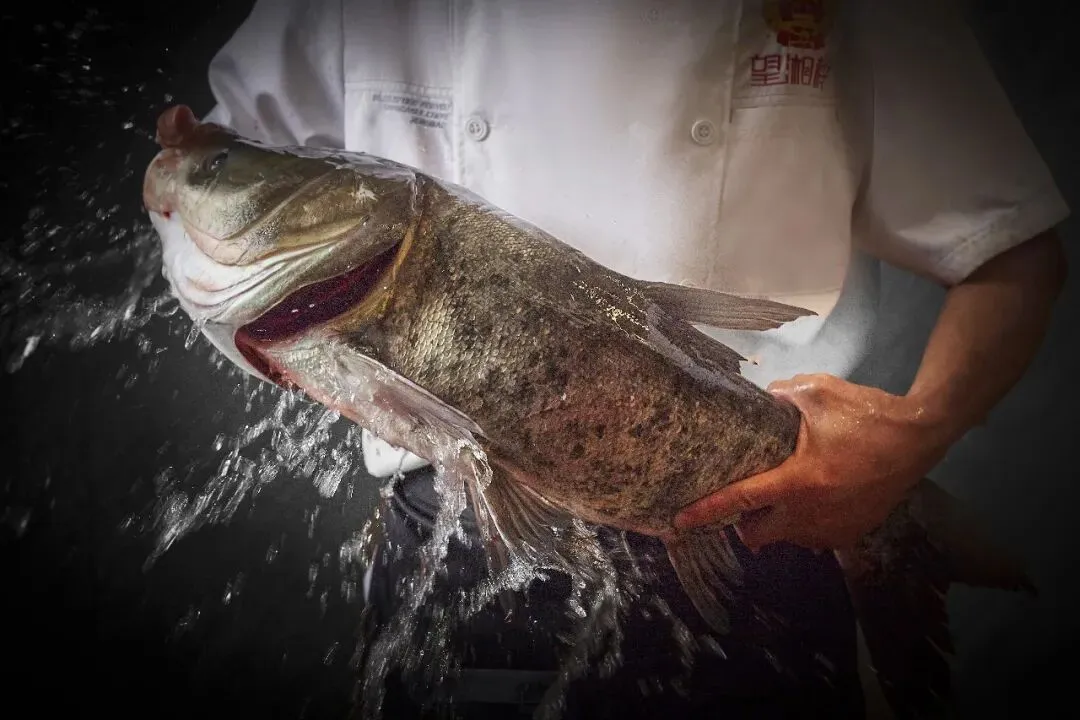 活鱼被人为麻醉流向餐桌:央视曝光水产市场 “休眠鱼” 乱象