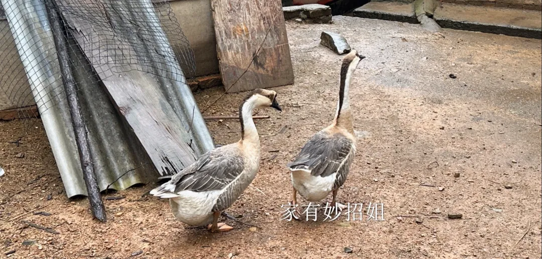 鹅蛋市场上为什么这么稀罕?卖价高、吃的人少,这些原因你可能没听说过