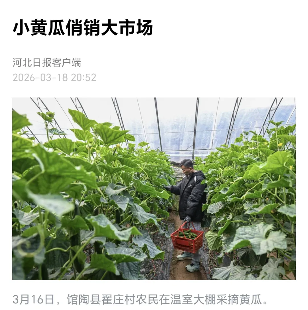 【头条】馆陶:小黄瓜俏销大市场!!!