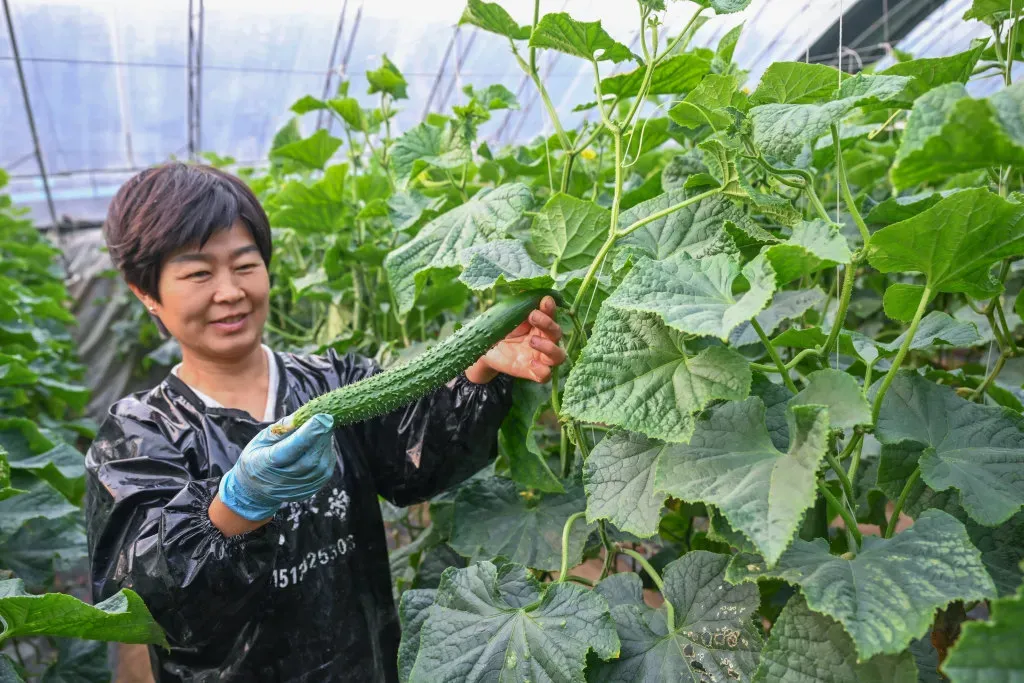 【头条】馆陶:小黄瓜俏销大市场!!!