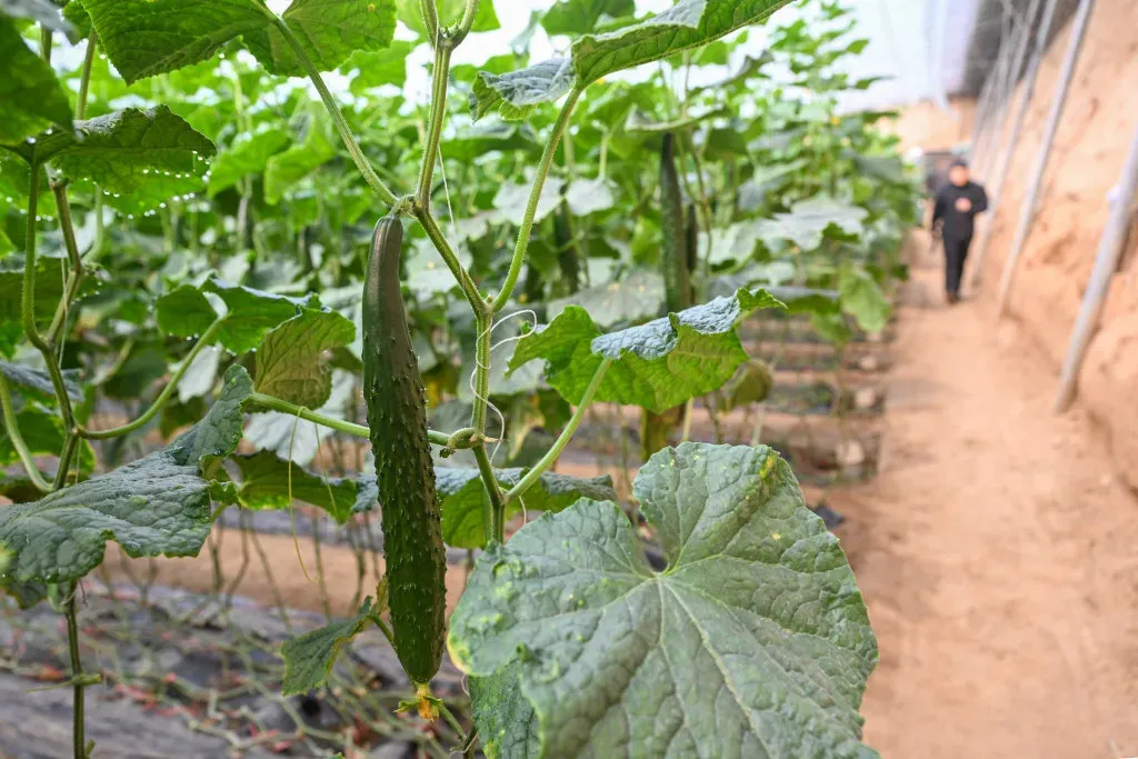 【头条】馆陶:小黄瓜俏销大市场!!!