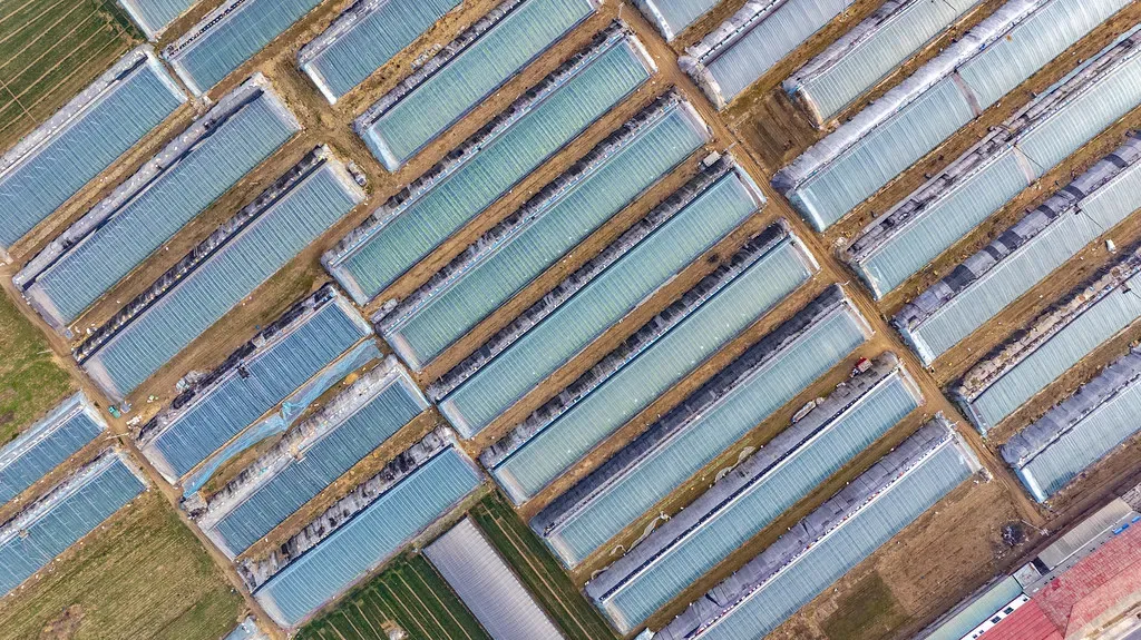 【头条】馆陶:小黄瓜俏销大市场!!!