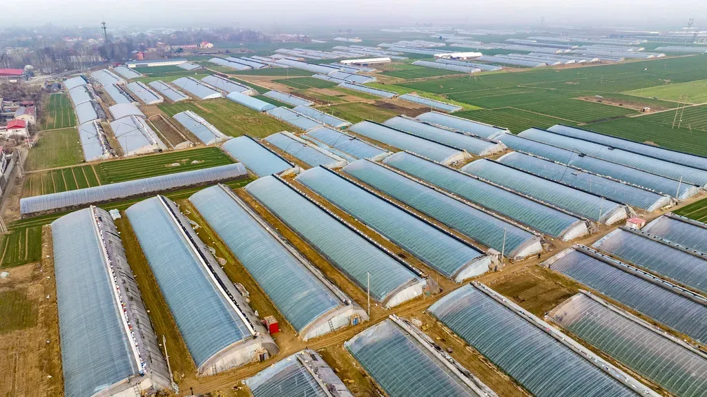 【头条】馆陶:小黄瓜俏销大市场!!!