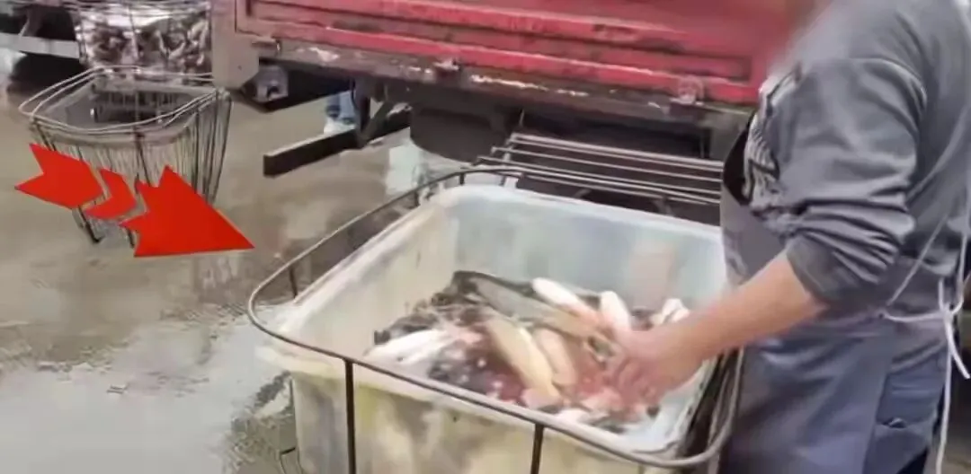 当“活蹦乱跳”成为一种化学表演:水产市场的灰色生存法则