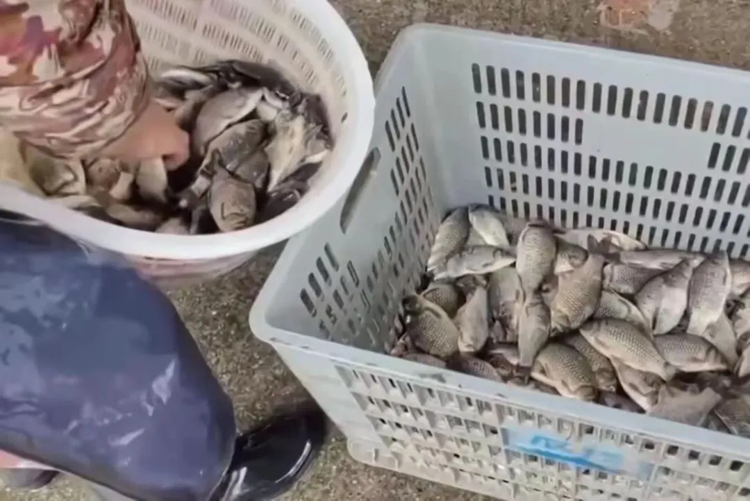 当“活蹦乱跳”成为一种化学表演:水产市场的灰色生存法则