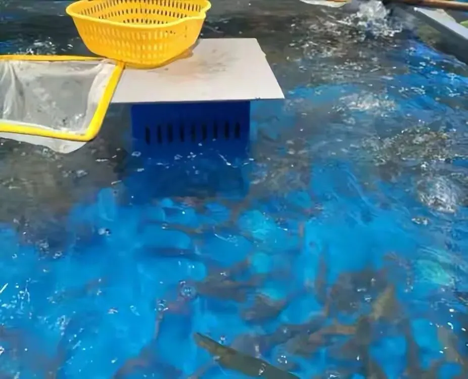 当“活蹦乱跳”成为一种化学表演:水产市场的灰色生存法则