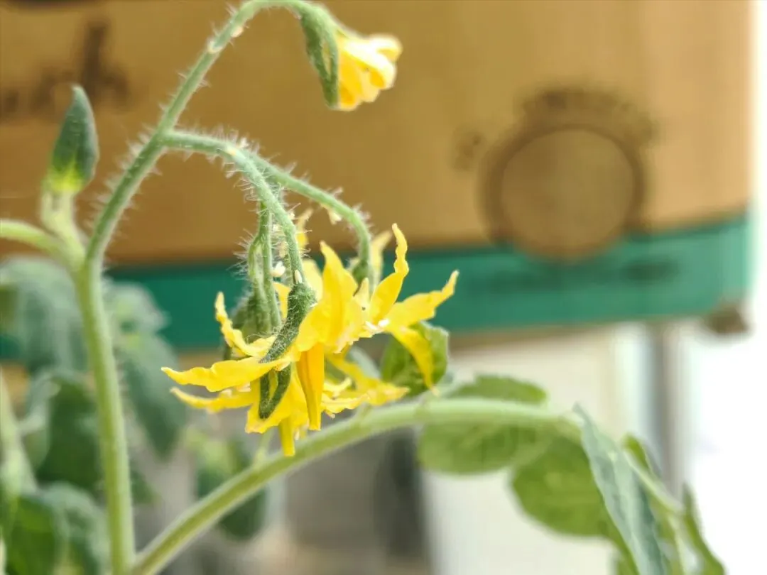 华为又要重塑手机市场的新格局