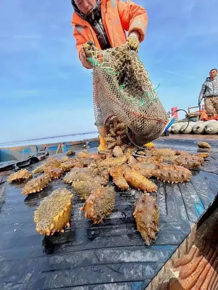 崩了,海参市场爆雷了!
