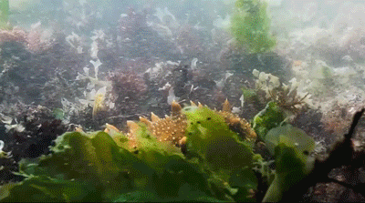 崩了,海参市场爆雷了!