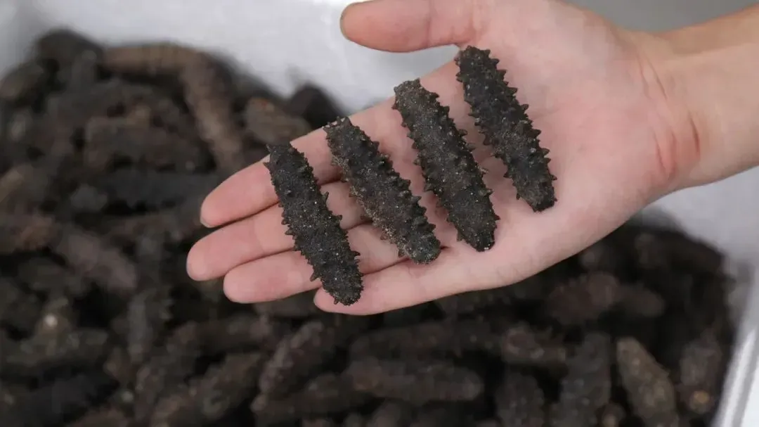 崩了,海参市场爆雷了!