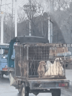 我们被营销号耍成狗了,7只狗狗“集体逃亡”爆火,真相是发情?!!