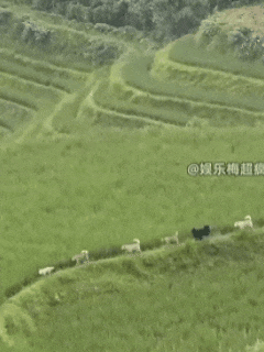 我们被营销号耍成狗了,7只狗狗“集体逃亡”爆火,真相是发情?!!