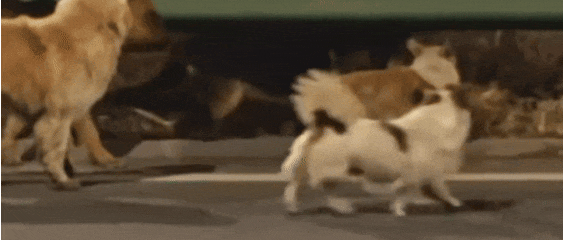 我们被营销号耍成狗了,7只狗狗“集体逃亡”爆火,真相是发情?!!