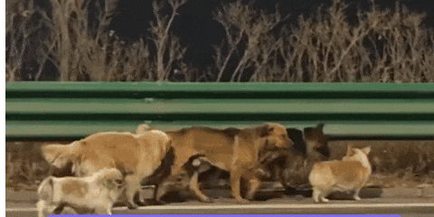 我们被营销号耍成狗了,7只狗狗“集体逃亡”爆火,真相是发情?!!