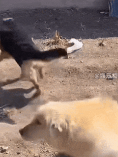 我们被营销号耍成狗了,7只狗狗“集体逃亡”爆火,真相是发情?!!