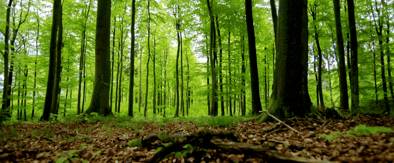 马年市场快报 | 欧美光电式烟雾与一氧化碳复合报警器类型指南