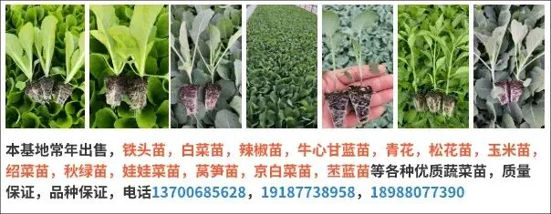 2026年3月24日云南市场综合菜价(奶白继续上涨,菜心下滑)