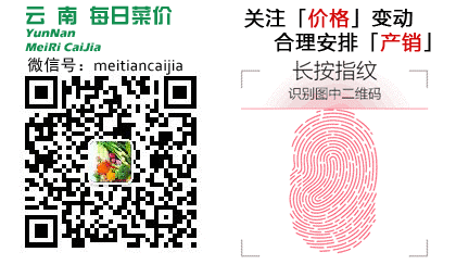 2026年3月24日云南市场综合菜价(奶白继续上涨,菜心下滑)