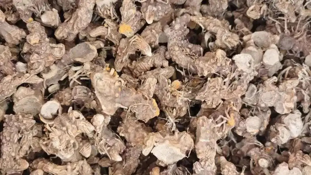 安国地产药材市场行情(3月24日)