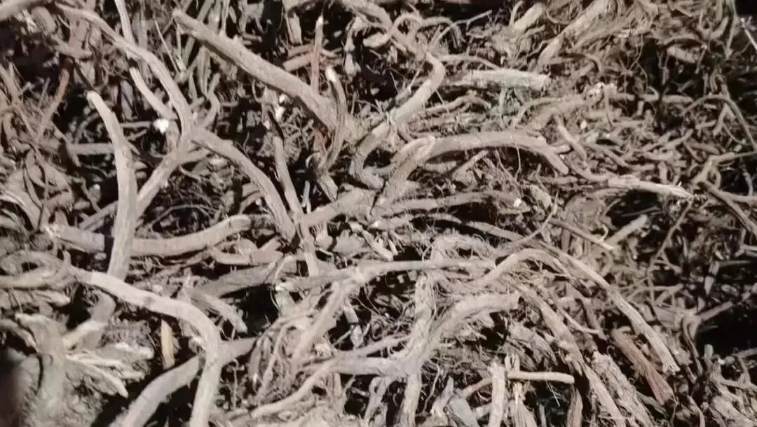 安国地产药材市场行情(3月24日)