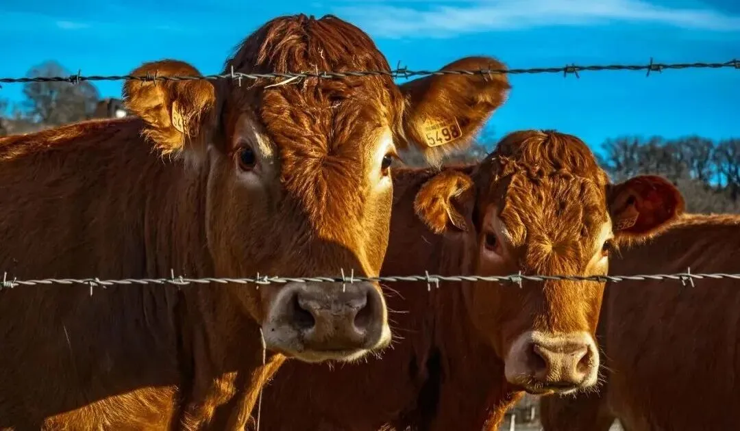 巴西牛肉在华市场份额与价格同步攀升  配额或提前用尽